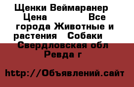 Щенки Веймаранер › Цена ­ 40 000 - Все города Животные и растения » Собаки   . Свердловская обл.,Ревда г.